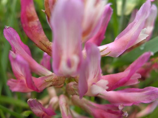 Astragalo?? - Astragalus cfr. monspessulanus